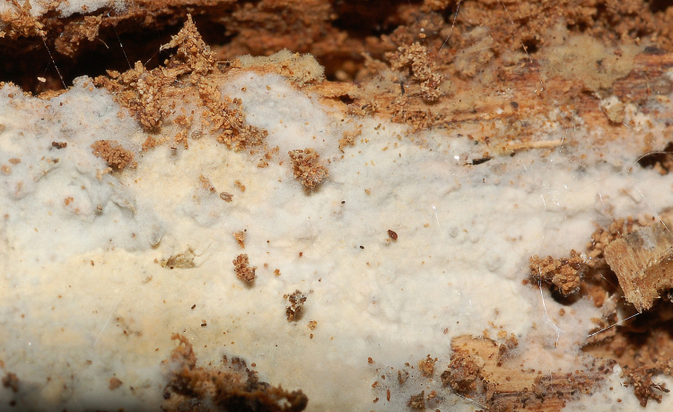 Quale Hyphoderma? (H. praetermissum?)